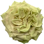 MATCHA - Image 3