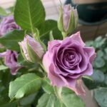 NIGHTINGALE - Image 5