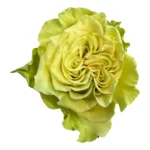 MATCHA - Image 6