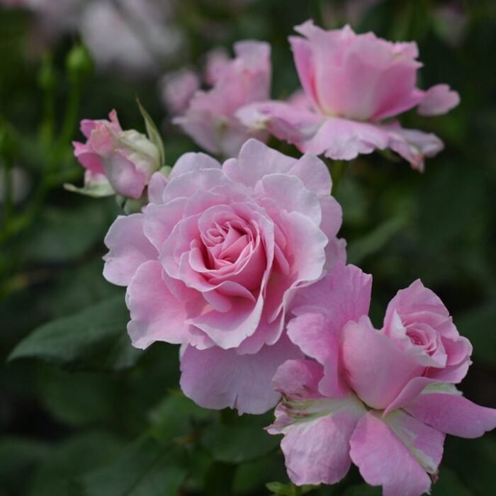 SILENT LOVE - Image 4