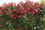 PAUL'S SCARLET - Image 4