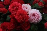 PAUL'S SCARLET - Image 2
