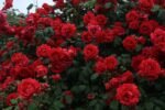 PAUL'S SCARLET