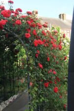PAUL'S SCARLET - Image 6