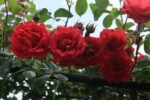 PAUL'S SCARLET - Image 5
