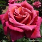 HAPPY GO LUCKY - Image 3