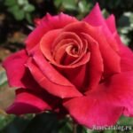 HAPPY GO LUCKY - Image 2