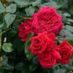 REPUBLIC DE MONTMARTRE