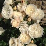 WILLIAM AND CATHERINE