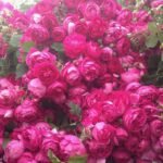 EMPEREUR CHARLES KATRIEM ROSE