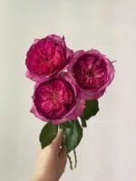 THIERRY MARX - Image 2