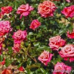 HAPPY GO LUCKY - Image 4