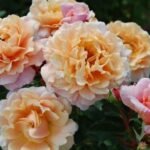 CHATEAU DE VAUMARCUS