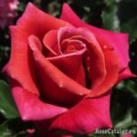 HAPPY GO LUCKY - Image 6