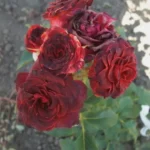 BROWN SUGAR - Image 4