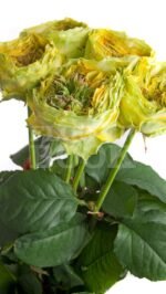 GRASSHOPPER - Image 3