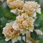 EVENTAIL D'OR - Image 3