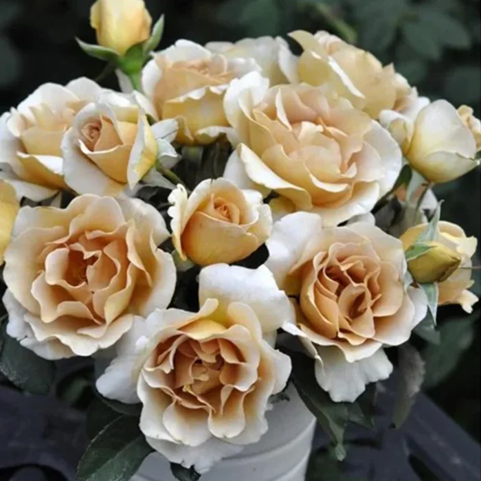 EVENTAIL D'OR - Image 4