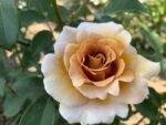 EVENTAIL D'OR - Image 2