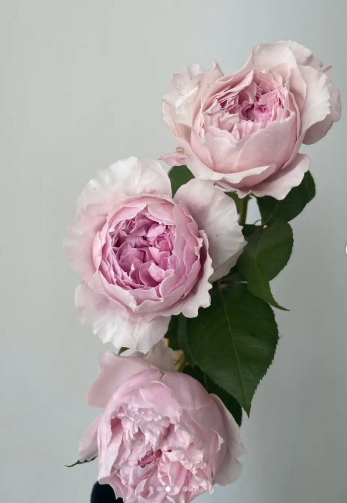ROSALIND - Image 4