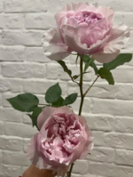ROSALIND - Image 2