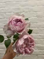 ROSALIND