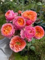 RICHMOND PARK - Image 6