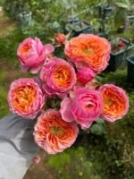 RICHMOND PARK - Image 2