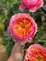 RICHMOND PARK - Image 3