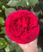ROSE DES 4 VENTS - Image 2