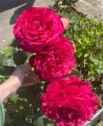 ROSE DES 4 VENTS - Image 3