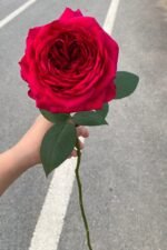 ROSE DES 4 VENTS - Image 6