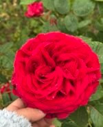 ROSE DES 4 VENTS - Image 4