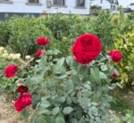 ROSE DES 4 VENTS - Image 5