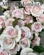 MYSTIC MOMENTS - Image 7