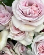 MYSTIC MOMENTS - Image 3