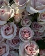 MYSTIC MOMENTS - Image 4