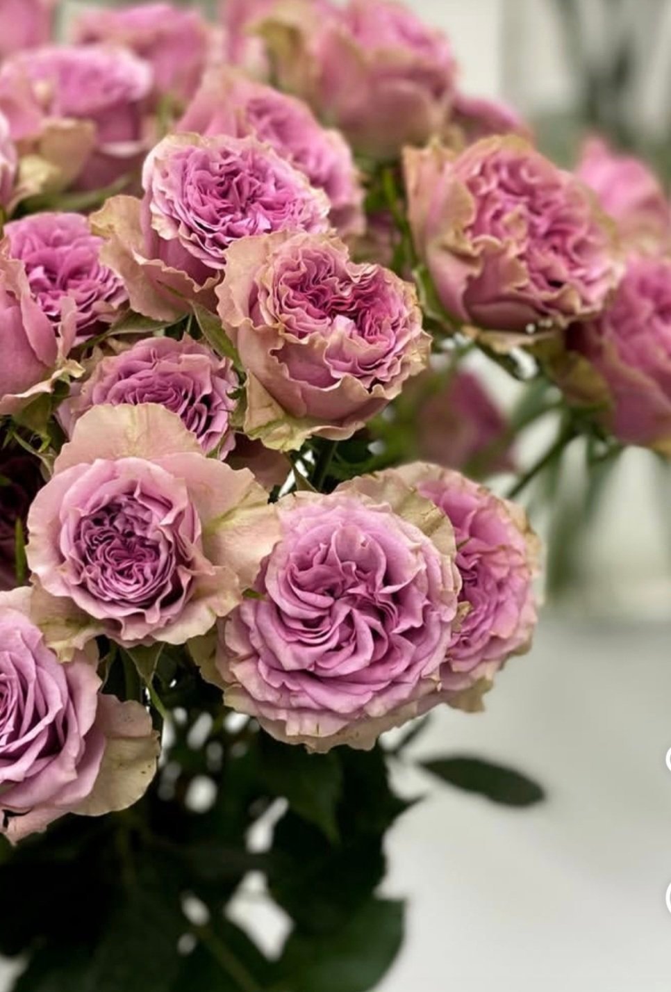 2024/06/1000037450.jpg MOTOWN - Image 1