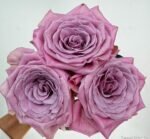 SWEET MENTA - Image 9