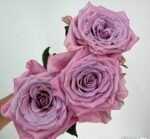 SWEET MENTA - Image 6