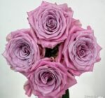 SWEET MENTA - Image 3