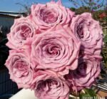 SWEET MENTA - Image 4