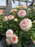 AMAZING DAY - Image 3