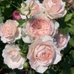 ANNA SANAIA ( SPORT OF CHANTAL MERIEAUX)