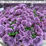 PURPLE SYMPHONY