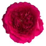 HETTIE - Image 4