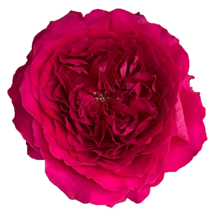 HETTIE - Image 4