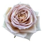 MAUVE AND TAUPE - Image 5