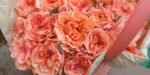 BLUSHING REEVA - Image 2