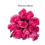 PETROVA - Image 2
